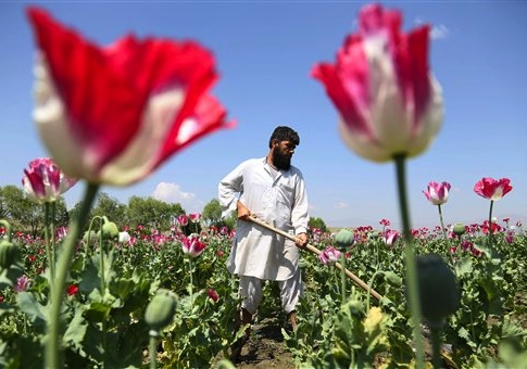 An Afghan farmer works on a poppy field in the Khogyani district of Jalalabad, east of Kabul, Afghanistan