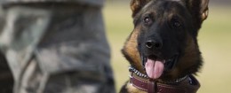 military dog