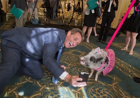 Jeff Flake with Faye the pot bellied pig