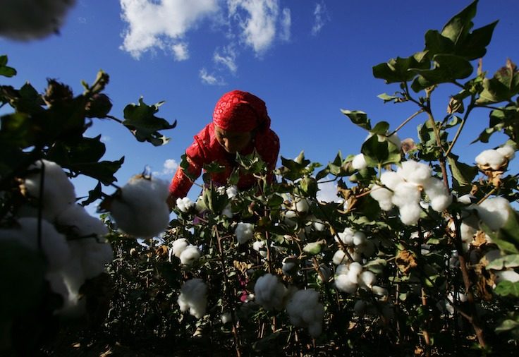 An Uigur woman picks cotton in a field