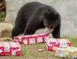 Spectacled Bears Get Christmas Gifts