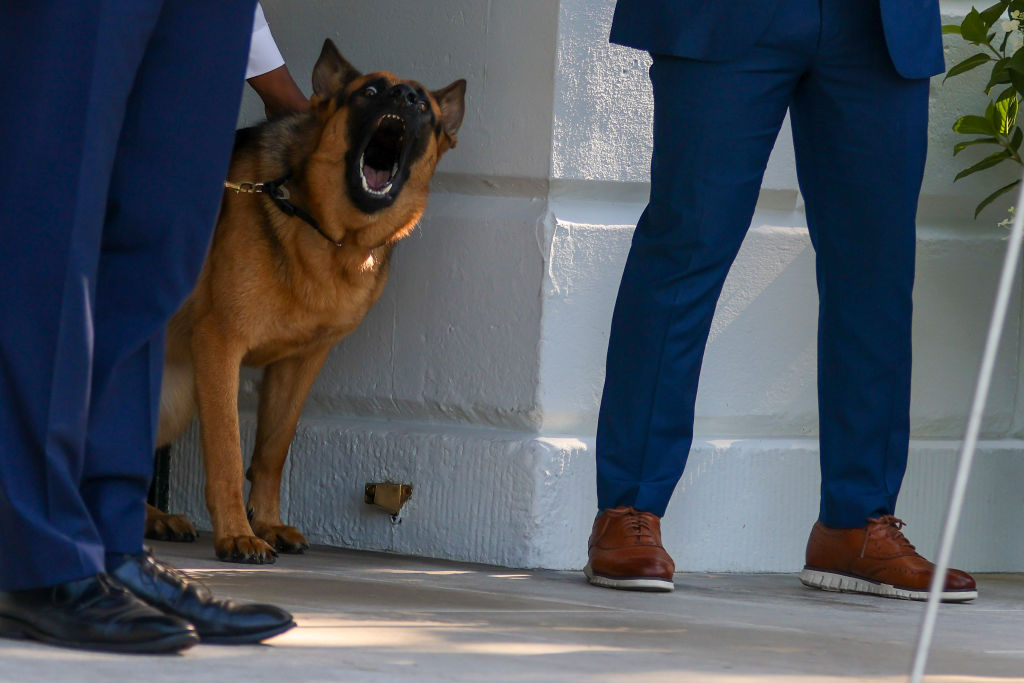 New Photos Show Biden's Dog Biting Staffer